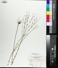 Linum medium var. texanum image