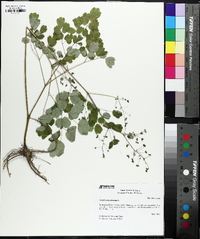 Thalictrum dioicum image