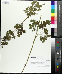 Thalictrum fendleri image