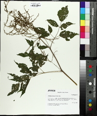 Aruncus dioicus image