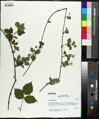 Rubus flagellaris image