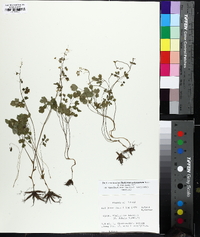 Thalictrum arkansanum image