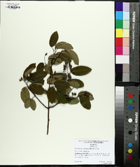 Berchemia scandens image