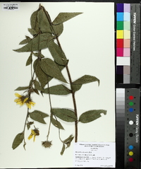 Helianthus resinosus image