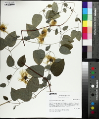 Clematis versicolor image