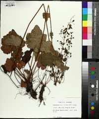 Heuchera americana image