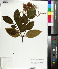 Ligustrum lucidum image