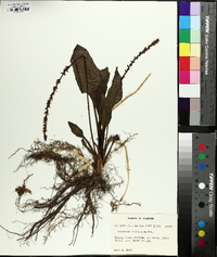 Plantago cordata image