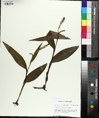 Platanthera flava image