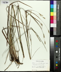 Andropogon arctatus image