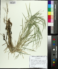 Panicum repens image