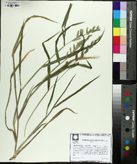 Echinochloa colona image