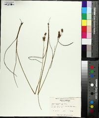 Juncus scirpoides image