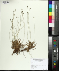 Lachnocaulon anceps image