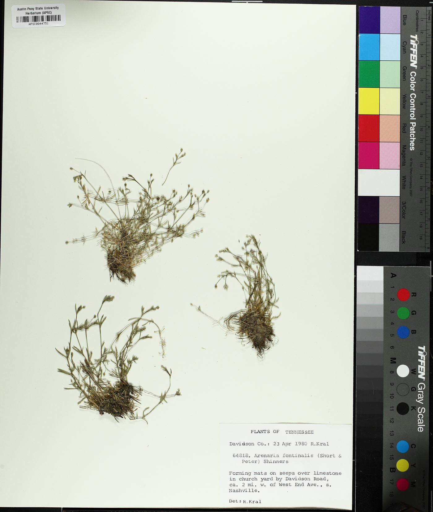 Sabulina fontinalis image