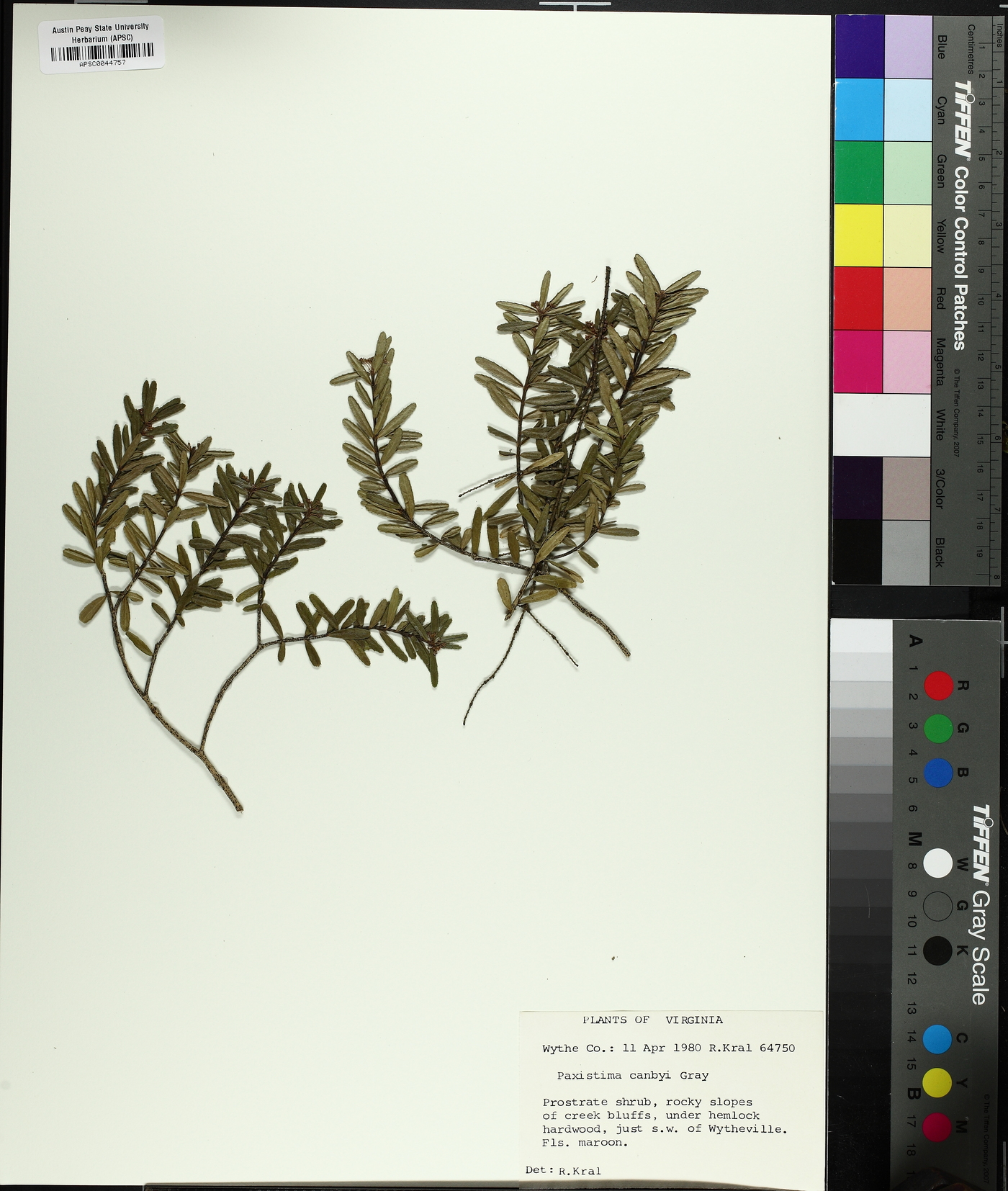 Paxistima canbyi image