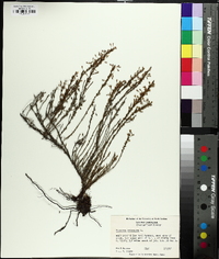 Hudsonia ericoides image