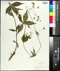 Silene stellata image