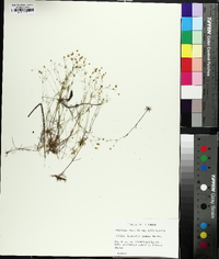 Geocarpon glabrum image