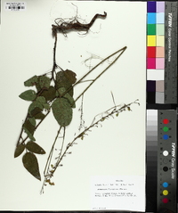 Desmodium floridanum image