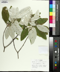 Croton alabamensis image