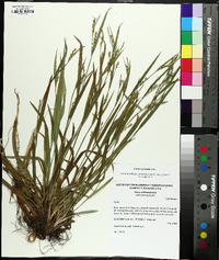 Carex striatula image