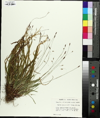 Carex austrocaroliniana image