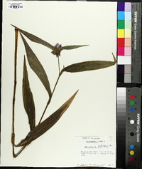 Tradescantia subaspera image