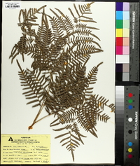 Pteridium aquilinum subsp. latiusculum image