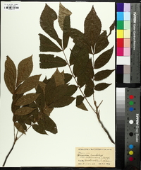 Carya texana image