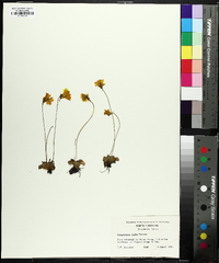 Pinguicula lutea image