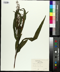 Rumex verticillatus image