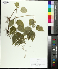 Circaea canadensis image