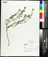 Polygala cruciata image