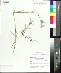 Phlox glaberrima image