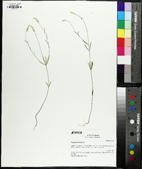 Polygala ambigua image