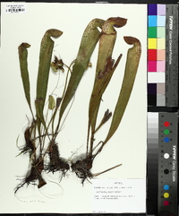 Sarracenia minor image