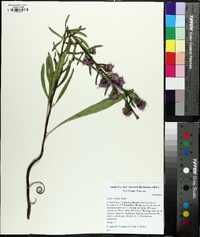 Liatris aspera image