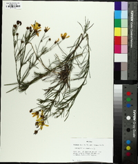 Coreopsis delphiniifolia image