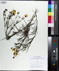 Coreopsis delphiniifolia image