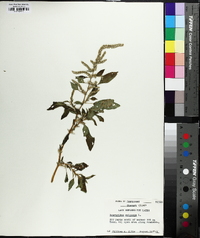 Amaranthus spinosus image