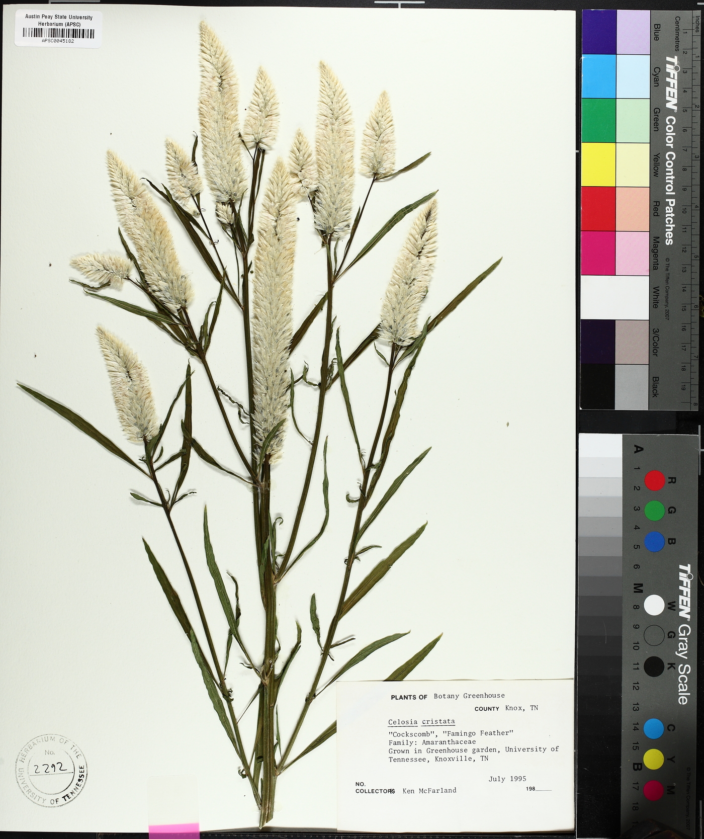 Celosia cristata image