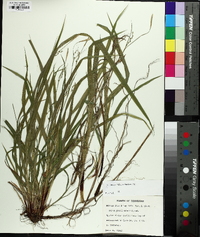 Carex purpurifera image