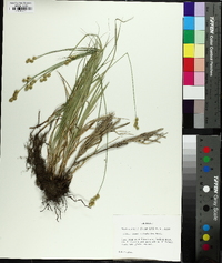 Carex molestiformis image