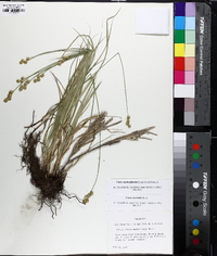 Carex molestiformis image