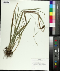 Carex striatula image