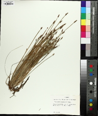 Eleocharis engelmannii image