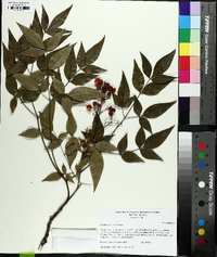 Nandina domestica image