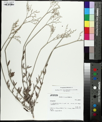 Eriogonum annuum image