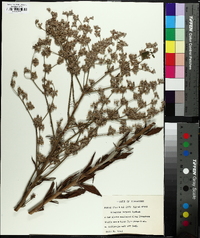 Eriogonum harperi image